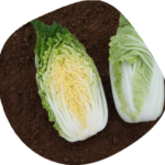 Genki F1 Kalafior Sakata