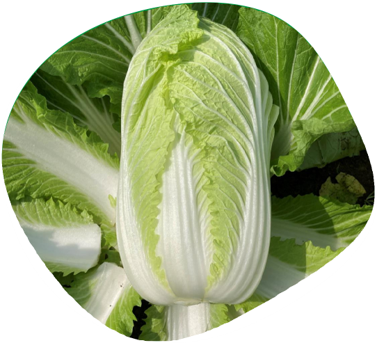 Genki F1 Kalafior Sakata