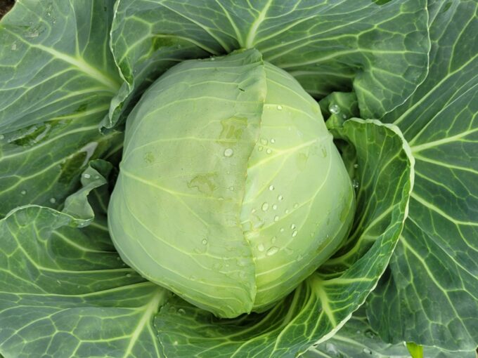 Hazera; kapusta Cavallo F1, odmiana wczesna kapusty, do uprawy pod płaskimi okryciami i w tunelach foliowych.