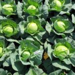 Hazera, kapusta Cavallo F1, odmiana wczesna kapusty, do uprawy pod płaskimi okryciami i w tunelach foliowych.