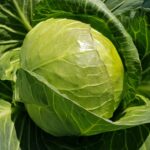 Hazera, kapusta Cavallo F1, odmiana wczesna kapusty, do uprawy pod płaskimi okryciami i w tunelach foliowych.