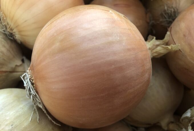 odmiana cebuli do długiego przechowywania w typie Rijnsburger. Tworzy bardzo wyrównane cebule o kulistym kształcie z cienką szyjką. Cebula Rijnsburger Moto ma bardzo silny system korzeniowy