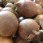 odmiana cebuli do długiego przechowywania w typie Rijnsburger. Tworzy bardzo wyrównane cebule o kulistym kształcie z cienką szyjką. Cebula Rijnsburger Moto ma bardzo silny system korzeniowy