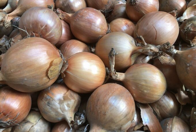 Hazera, odmiana Nico F1, w typie Rijnsburger, średniowczesna, do bardzo długiego przechowywania, uprawa cebuli