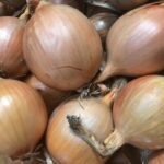 Hazera, odmiana Nico F1, w typie Rijnsburger, średniowczesna, do bardzo długiego przechowywania, uprawa cebuli