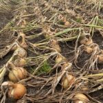 Hazera, odmiana Nico F1, w typie Rijnsburger, średniowczesna, do bardzo długiego przechowywania, uprawa cebuli