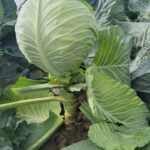 Hazera, kapusta Cavallo F1, odmiana wczesna kapusty, do uprawy pod płaskimi okryciami i w tunelach foliowych.