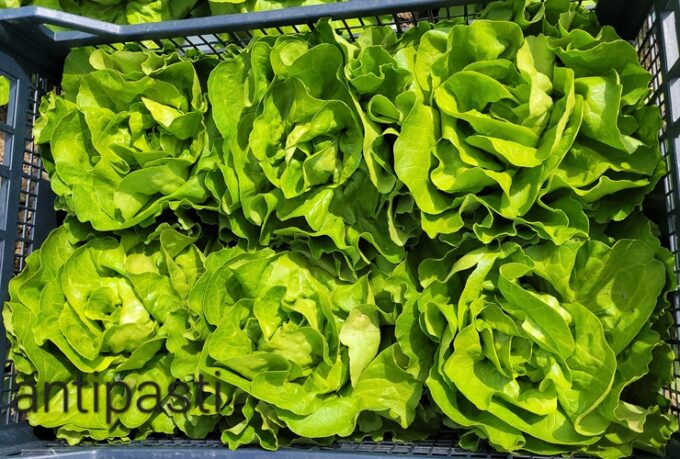 sałata masłowa odmiana Antipasti F1, ciężka główka, odporna na mączniaka rzekomego, odporna na mszyce, do uprawy od wiosny do jesieni, odporna na tip-burn
