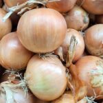 cebula odmiana Bellesco, hazera typ amerykański, do długiego przechowywania