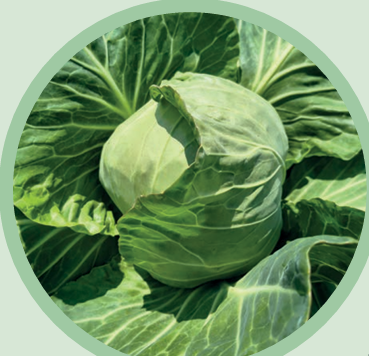 wczesna odmiana kapusty białej 17-1981 F1, odmiana Hazera' do uprawy pod płaskimi okryciami i w tunelach foliowych, okres wegetacji 60 dni