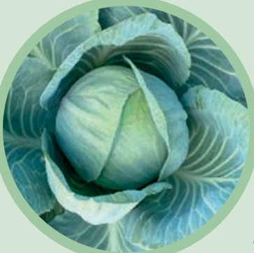 Hazera kapusta Camberly, kapusta uniwersalna, do supermarketów, kwaszenia, świeży rynek,