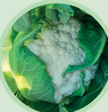 Hazera kalafior Juvenal; kalafior, krótki okres wegetacji, zbita i cięzka róża, brak tendencji do różowienia i żółcenia