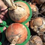 cebula Utrero F1 Nunhems; wysoki plon; długie przechowywanie, zdrowy i mocny szczypior; mocna twarda łuska; przeznaczona do obierania i na świeży rynek; Czas wegetacji to ok 114 – 119 dni