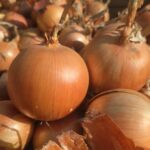 cebula żółta Glorioso F1 Nunhems; Cebula w typie Hiszpańsko Amerykańskim do długiego przechowywania – ok 7 msc od zbioru; Szczególnie polecana na produkcje pod nawadnianiem kropelkowym. Czas dojrzewania od momentu siewu to ok 110 - 114 dni; mocna łuska, zdrowy system korzeniowy oraz bardzo dobra odporność na choroby (fuzarium oraz różowienie korzeni)